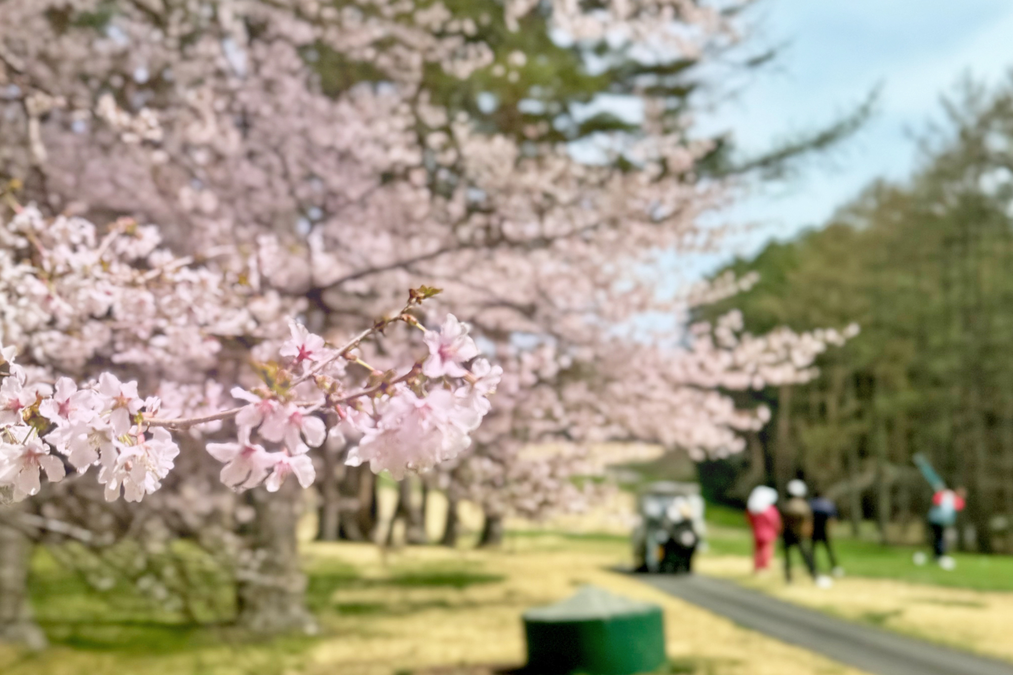桜 見ごろです! | 富士桜カントリー倶楽部|フジサンケイクラシック開催コース